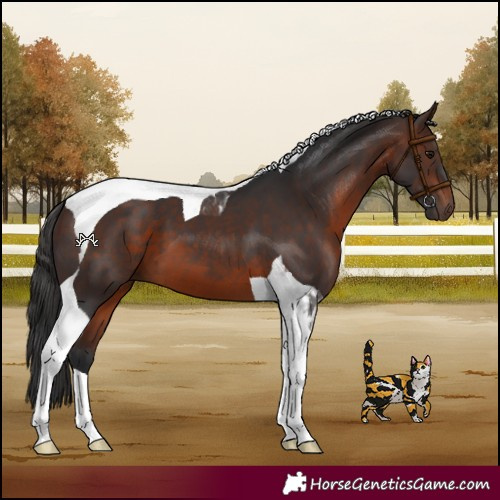 Horse Color:Brown Tobiano