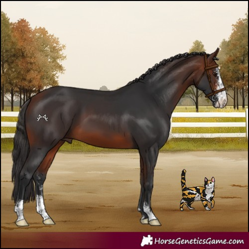 Horse Color:Bay Sabino