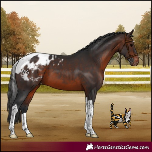 Horse Color:Brown Tobiano Appaloosa 