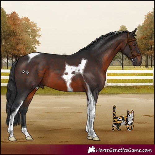 Horse Color:Brown Tobiano