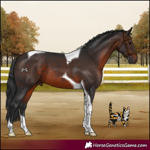Horse Color:Brown Tobiano