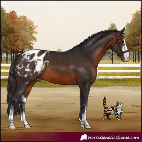 Horse Color:Brown Sabino Appaloosa