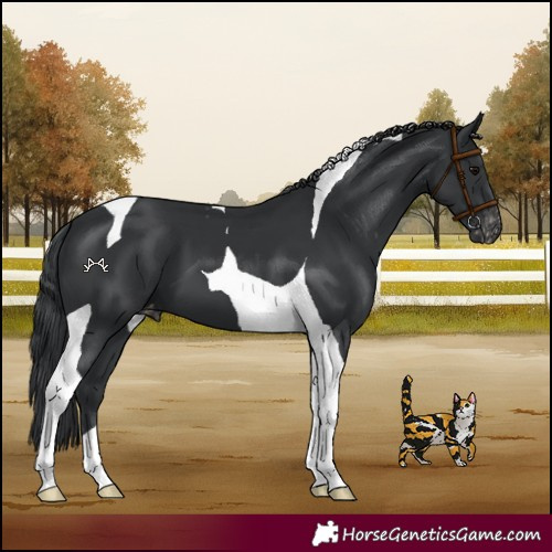 Horse Color:Black Tobiano Appaloosa