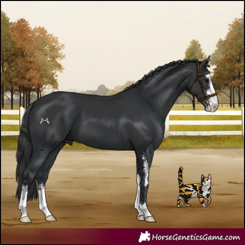 Horse Color:Black Sabino 