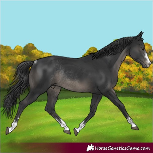 Horse Color:Black Rabicano