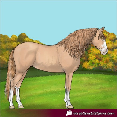 Horse Color:Gold Champagne Splash