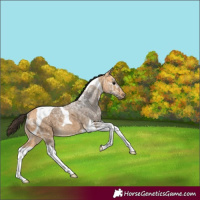 Horse Color:Buckskin Ice Tobiano