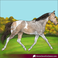 Horse Color:Buckskin Ice Tobiano 