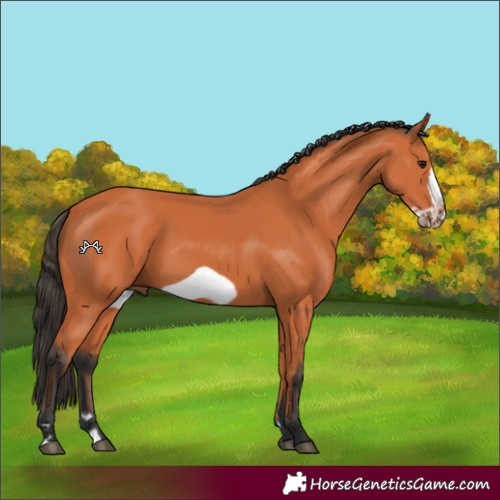 Horse Color:Bay Frame