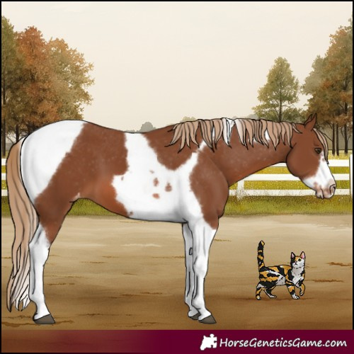 Horse Color:Chestnut Tobiano Frame Varnish