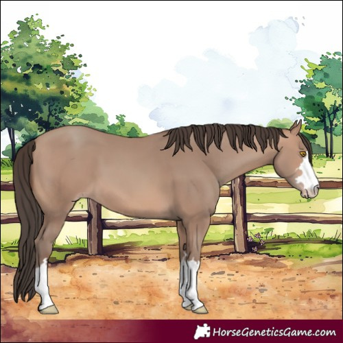 Horse Color:Sable Champagne