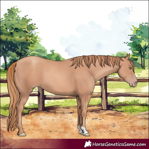 Horse Color:Gold Champagne