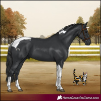 Horse Color:Black Tobiano 
