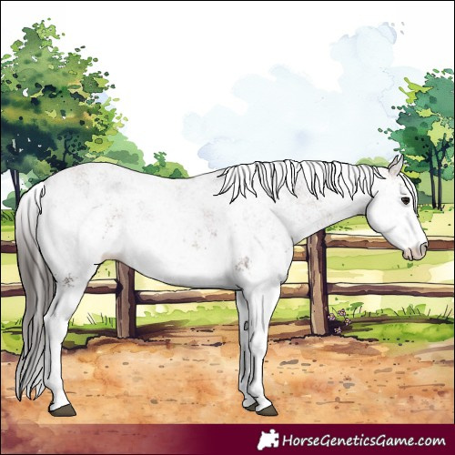 Horse Color:White Spotted Bay 