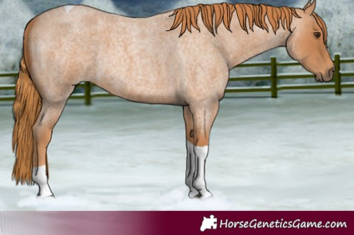 Horse Color:Red Roan Tobiano 