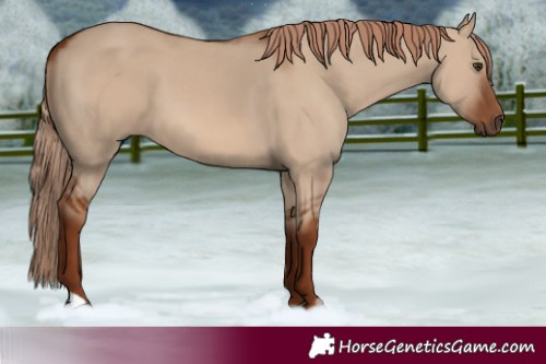 Horse Color:Red Dun