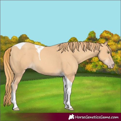 Horse Color:Gold Champagne Tobiano 