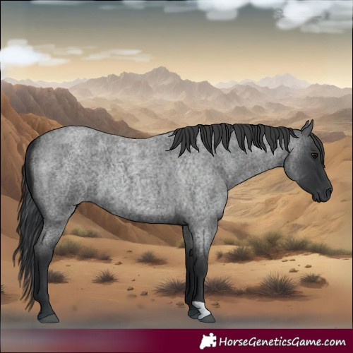 Horse Color:Blue Roan 