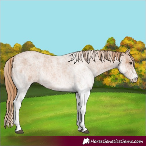 Horse Color:White Spotted Red Roan 