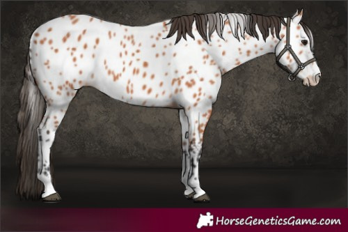 Horse Color:Bay Appaloosa 
