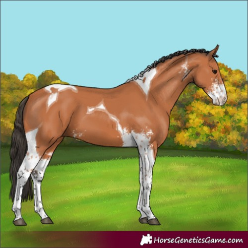 Horse Color:Bay Sabino Tobiano 