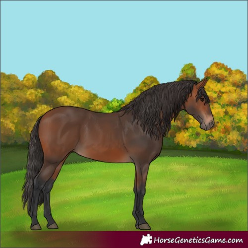 Horse Color:Bay 