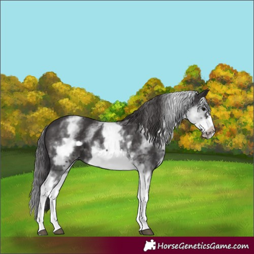 Horse Color:White Spotted Smoky Black Frame 