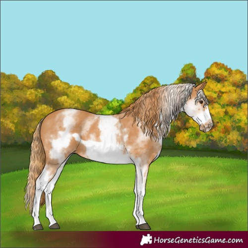Horse Color:White Spotted Chestnut Frame