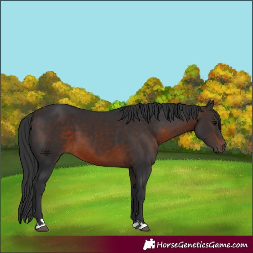 Horse Color:Brown