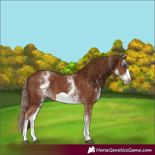 Horse Color:White Spotted Chestnut Frame 
