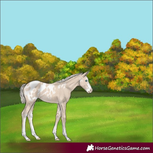 Horse Color:Cremello Sabino Appaloosa