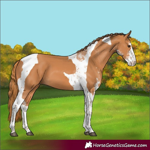 Horse Color:Chestnut Sabino Tobiano