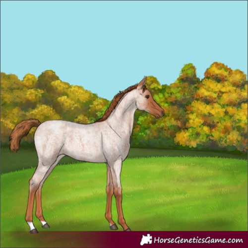 Horse Color:Red Roan