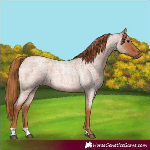 Horse Color:Red Roan 