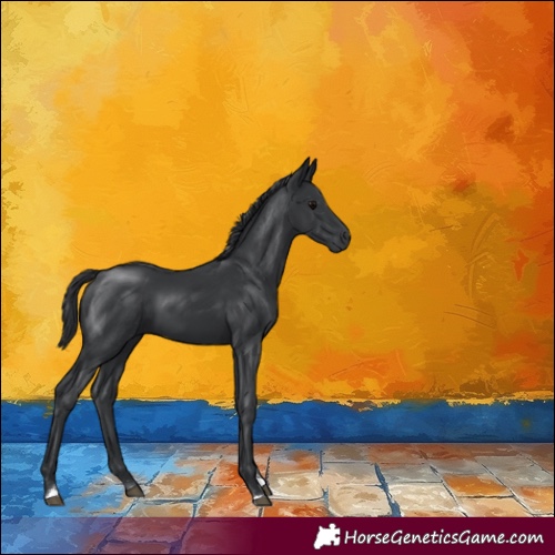 Horse Color:Black Tobiano 
