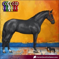 Horse Color:Black Tobiano