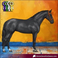 Horse Color:Black Tobiano