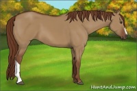 Horse Color:Red Dun