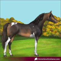 Horse Color:Buckskin Tobiano