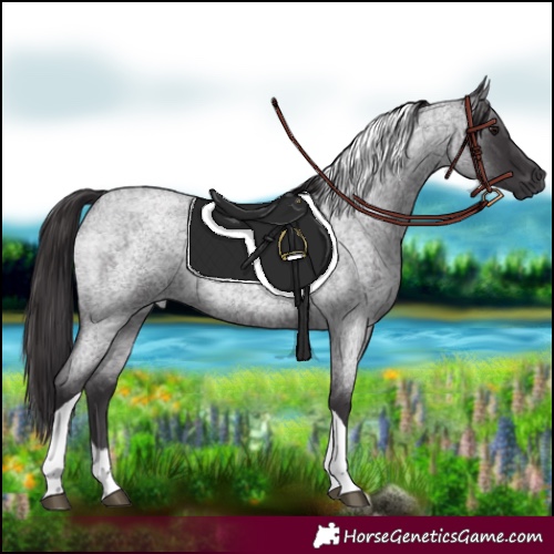 Horse Color:Smoky Blue Roan Tobiano 