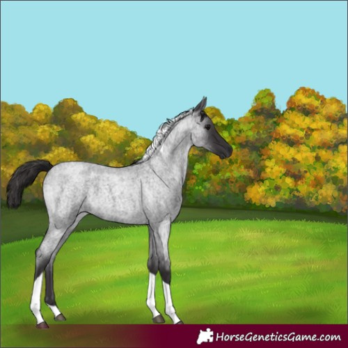 Horse Color:Smoky Blue Roan Tobiano