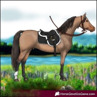 Horse Color:Bay Dun 