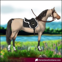 Horse Color:Bay Dun