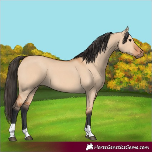 Horse Color:Bay Dun