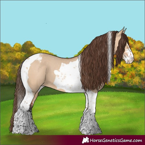 Horse Color:Bay Dun Sabino Tobiano Appaloosa 
