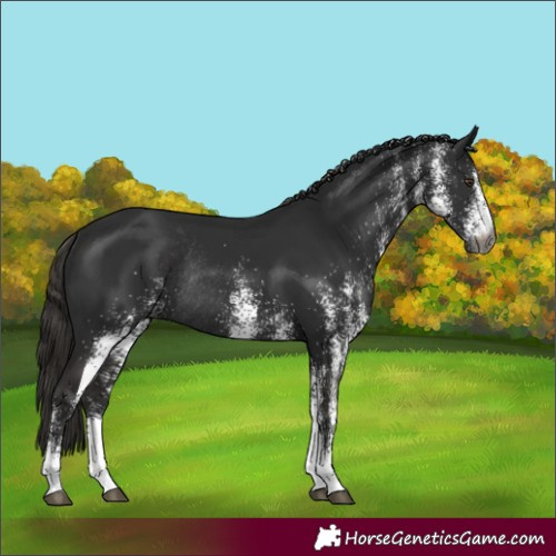 Horse Color:Gray White Spotted Liver Chestnut Rabicano 