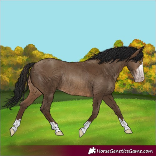 Horse Color:Gray Amber Champagne Rabicano 
