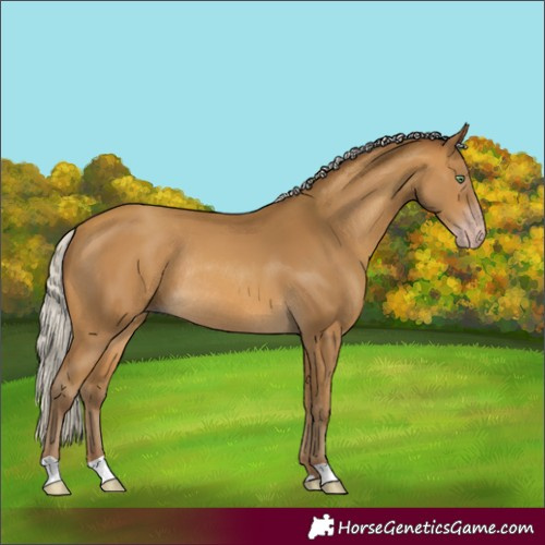 Horse Color:Gray Silver Amber Cream Champagne Rabicano 