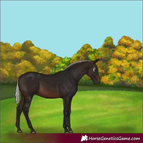 Horse Color:Gray Silver Brown 