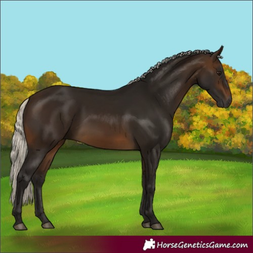 Horse Color:Gray Silver Buckskin 